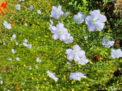 Click for 8 image(s) for this accession.